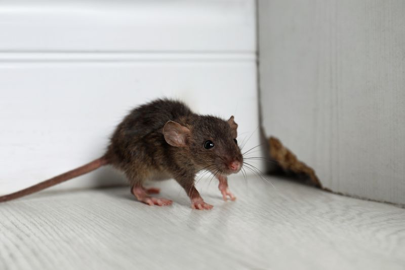 Common Entry Points Rodents Use To Access Properties
