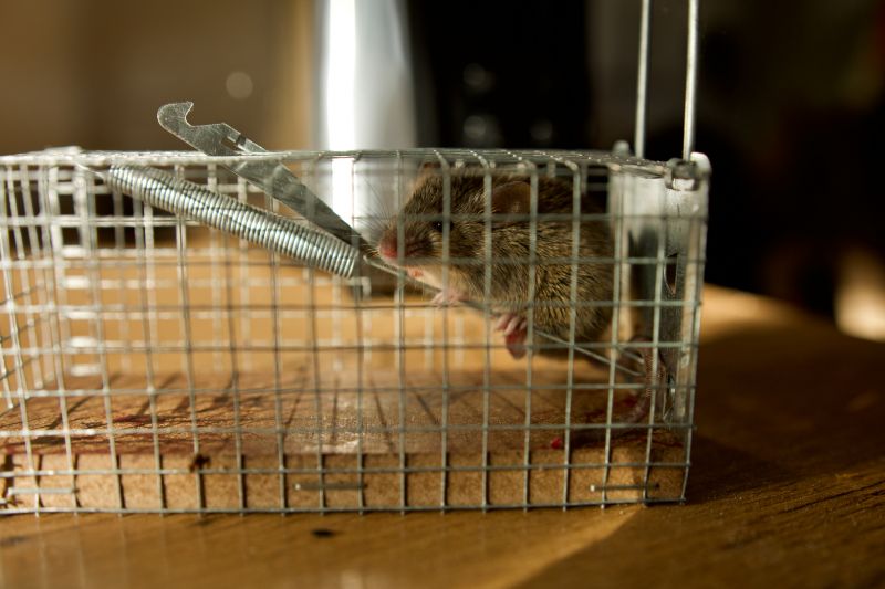 Rodent Trapping detail