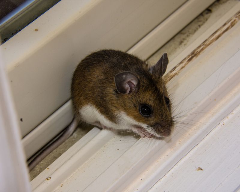 Health Risks Associated With Mice And Rodents In Businesses