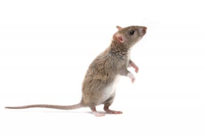 Reduce the Need for Toxic Chemicals with Rodent Trapping!